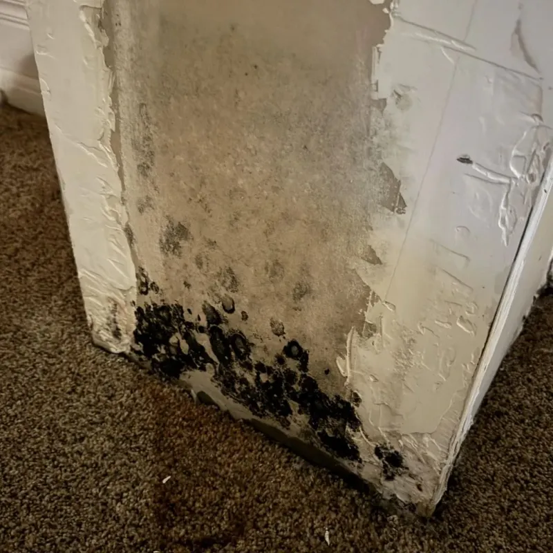 Professional Mold Removal in Kinney County, TX